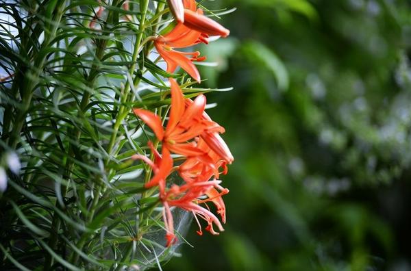 山丹丹花圖片大全 山丹丹花花語(yǔ)及寓意 山丹丹花是什么花