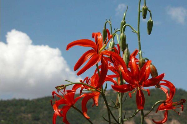 山丹丹花圖片大全 山丹丹花花語(yǔ)及寓意 山丹丹花是什么花