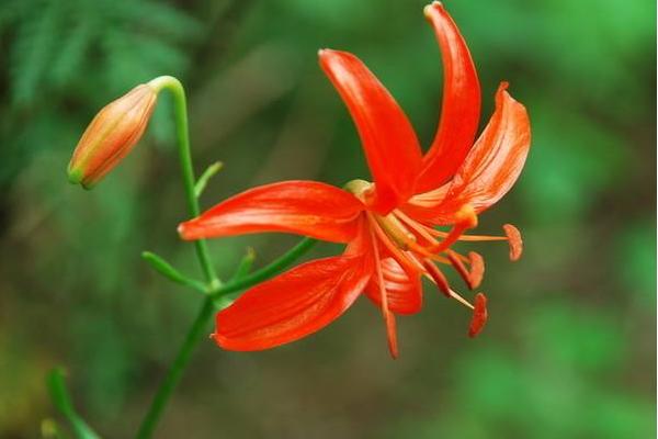 山丹丹花圖片大全 山丹丹花花語(yǔ)及寓意 山丹丹花是什么花