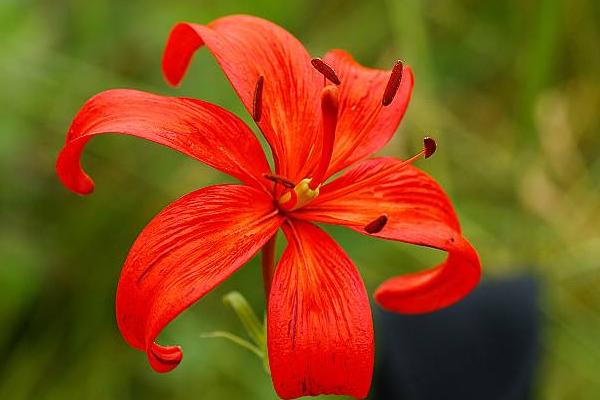 山丹丹花圖片大全 山丹丹花花語(yǔ)及寓意 山丹丹花是什么花