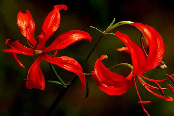 山丹丹花圖片大全 山丹丹花花語(yǔ)及寓意 山丹丹花是什么花