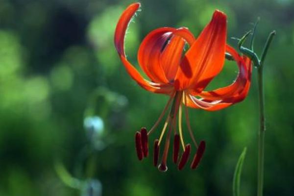 山丹丹花圖片大全 山丹丹花花語(yǔ)及寓意 山丹丹花是什么花