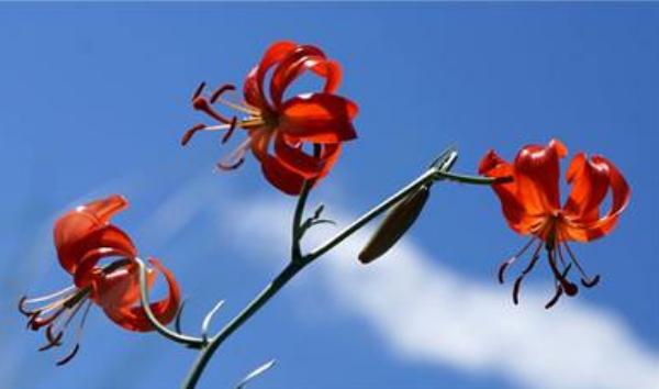 山丹丹花圖片大全 山丹丹花花語(yǔ)及寓意 山丹丹花是什么花