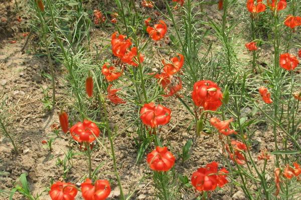 山丹丹花圖片大全 山丹丹花花語(yǔ)及寓意 山丹丹花是什么花