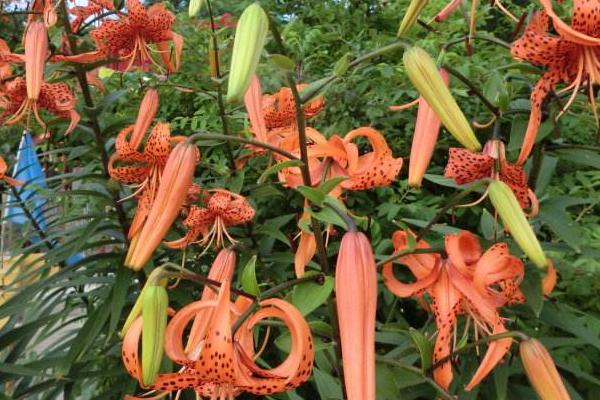 山丹丹花圖片大全 山丹丹花花語(yǔ)及寓意 山丹丹花是什么花