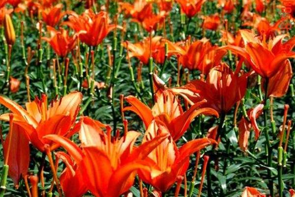 山丹丹花圖片大全 山丹丹花花語(yǔ)及寓意 山丹丹花是什么花