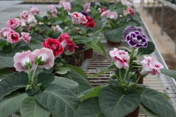 大巖桐花怎么養 大巖桐花養殖方法與注意事項