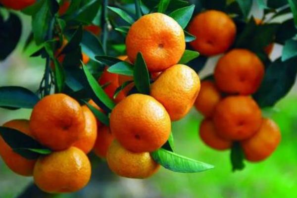 橘子吃多了會怎樣 胃不好能吃橘子嗎 