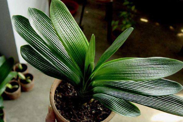 君子蘭葉子發黃變黑怎么辦 君子蘭如何授粉