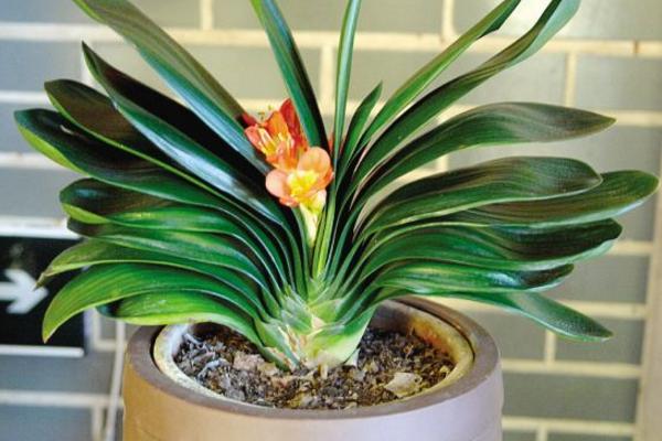 君子蘭喜歡雞蛋殼嗎 養君子蘭放雞蛋殼有什么作用