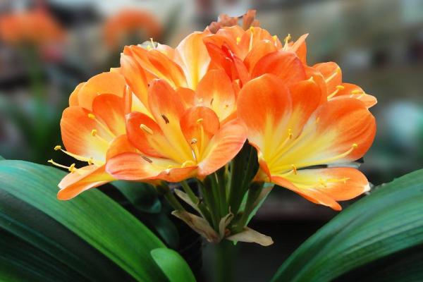 君子蘭根腐病的防治方法 君子蘭怎么修根