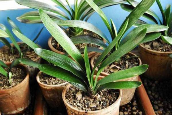 君子蘭根腐病的防治方法 君子蘭怎么修根