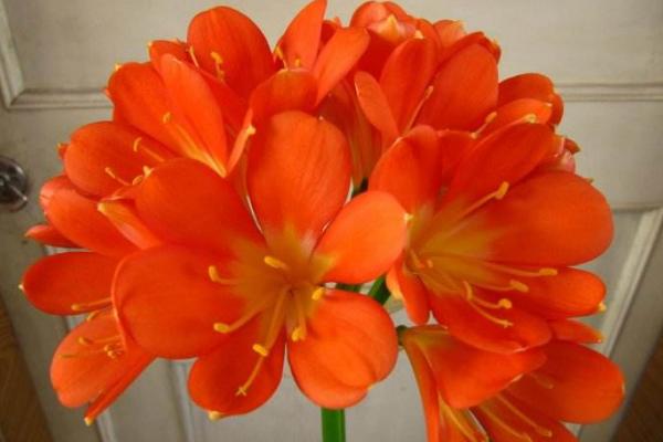 君子蘭根腐病的防治方法 君子蘭怎么修根