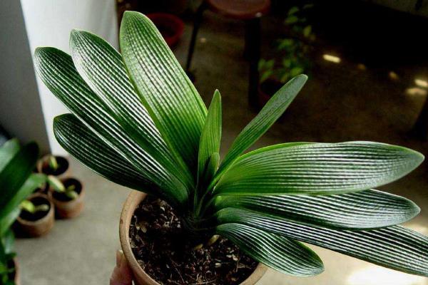 君子蘭根腐病的防治方法 君子蘭怎么修根