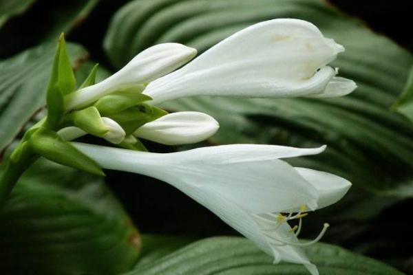 玉簪花怎么養 玉簪花養殖方法與注意事項