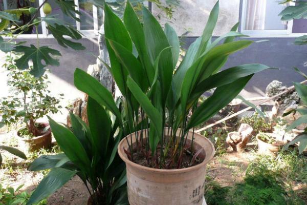 一葉蘭葉子發(fā)黃怎么辦 一葉蘭掉葉子的解決方法