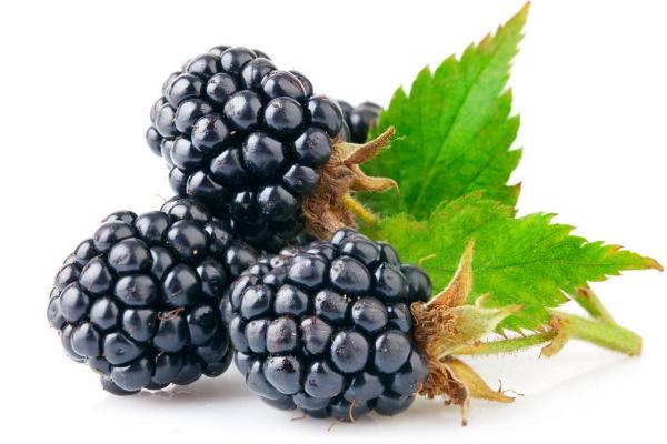 孕婦可以吃桑葚嗎 吃桑葚補腎嗎