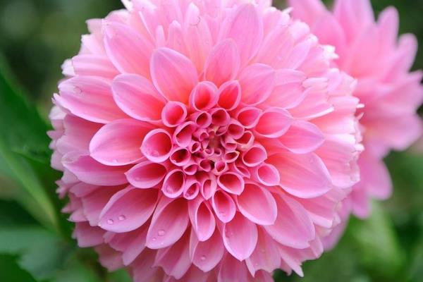 大麗花種子市場價格多少錢一斤 大麗花種子怎么種（什么時候種）