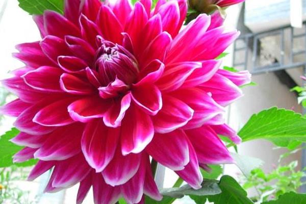 大麗花種子市場價格多少錢一斤 大麗花種子怎么種（什么時候種）