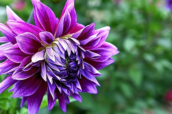 大麗花種子市場價格多少錢一斤 大麗花種子怎么種（什么時候種）