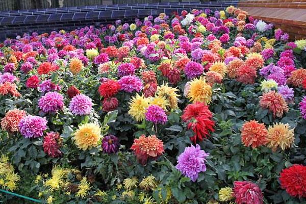 大麗花種子市場價格多少錢一斤 大麗花種子怎么種（什么時候種）