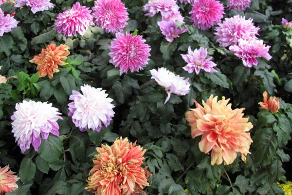 大麗花種子市場價格多少錢一斤 大麗花種子怎么種（什么時候種）