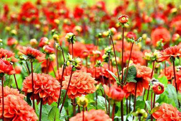 大麗花種子市場價格多少錢一斤 大麗花種子怎么種（什么時候種）