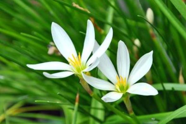 蔥蘭怎么養 蔥蘭養殖方法與注意事項