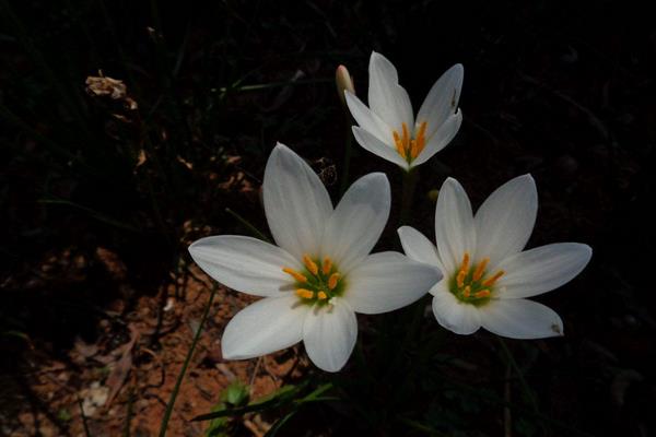 蔥蘭有毒嗎 蔥蘭能放在室內臥室嗎