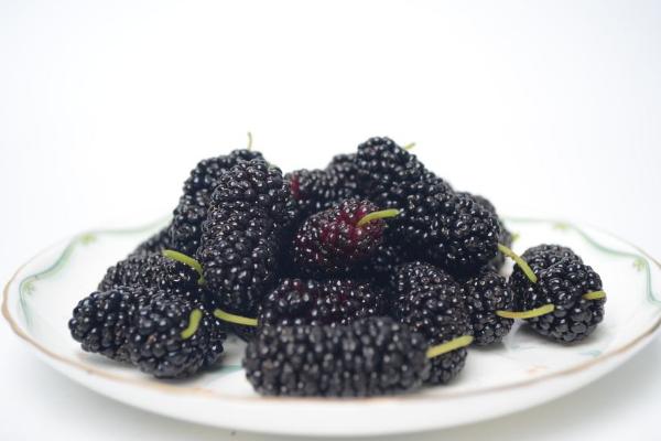 桑葚畝產多少斤 種桑葚賺錢嗎（畝產利潤多少）