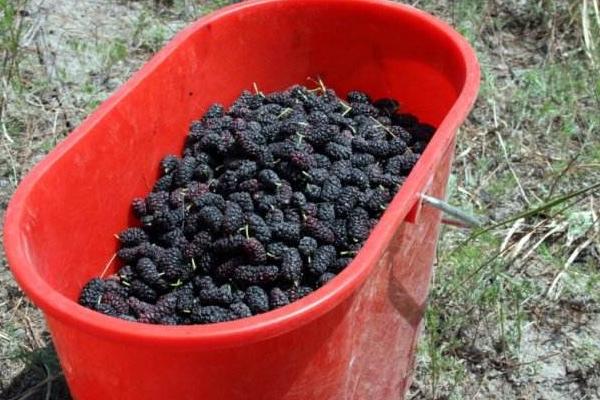 桑葚畝產多少斤 種桑葚賺錢嗎（畝產利潤多少）