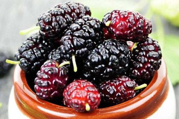 桑葚畝產多少斤 種桑葚賺錢嗎（畝產利潤多少）