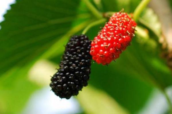 桑葚畝產多少斤 種桑葚賺錢嗎（畝產利潤多少）