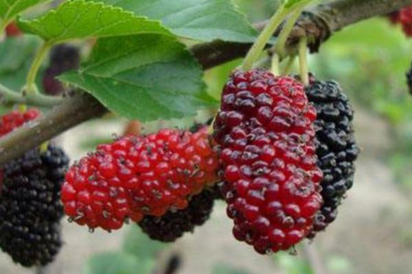 桑葚畝產多少斤 種桑葚賺錢嗎（畝產利潤多少）