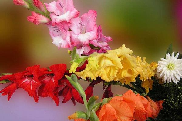 唐菖蒲圖片大全 唐菖蒲花語及寓意 唐菖蒲有哪些品種