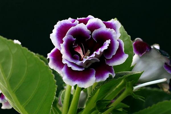 大巖桐花怎么扦插繁殖  大巖桐花的播種方法