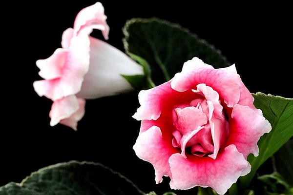 大巖桐怎么修剪枝葉 大巖桐花謝后怎么修剪