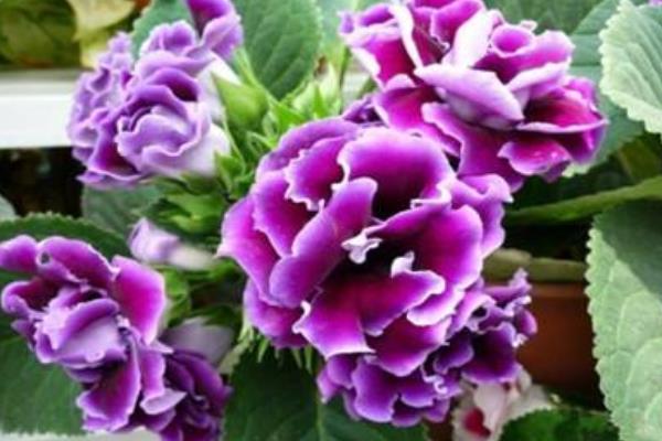 大巖桐怎么修剪枝葉 大巖桐花謝后怎么修剪