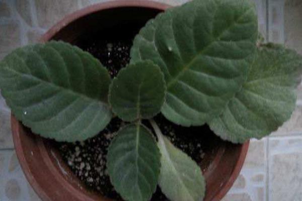 大巖桐怎么修剪枝葉 大巖桐花謝后怎么修剪