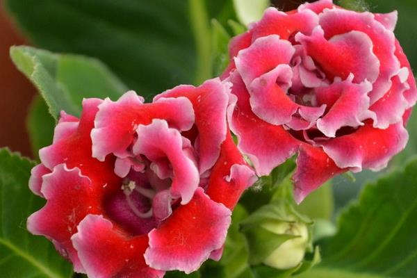 大巖桐怎么修剪枝葉 大巖桐花謝后怎么修剪