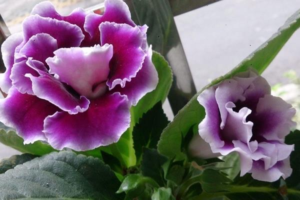 大巖桐怎么修剪枝葉 大巖桐花謝后怎么修剪