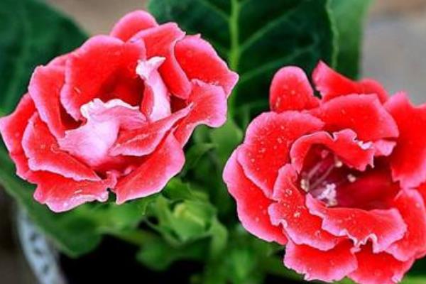 大巖桐怎么修剪枝葉 大巖桐花謝后怎么修剪