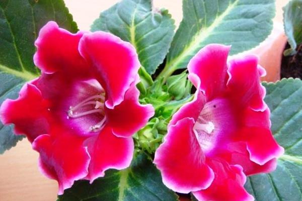 大巖桐怎么修剪枝葉 大巖桐花謝后怎么修剪