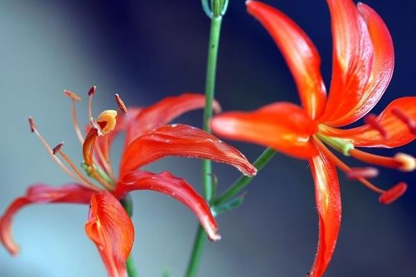 山丹丹花怎么養(yǎng) 山丹丹花養(yǎng)殖方法與注意事項(xiàng)