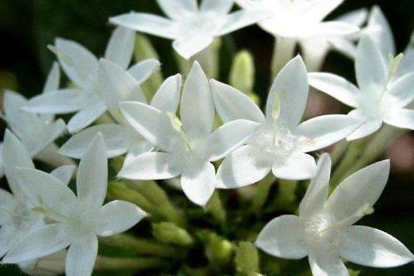 晚香玉花圖片大全 晚香玉花花語及寓意