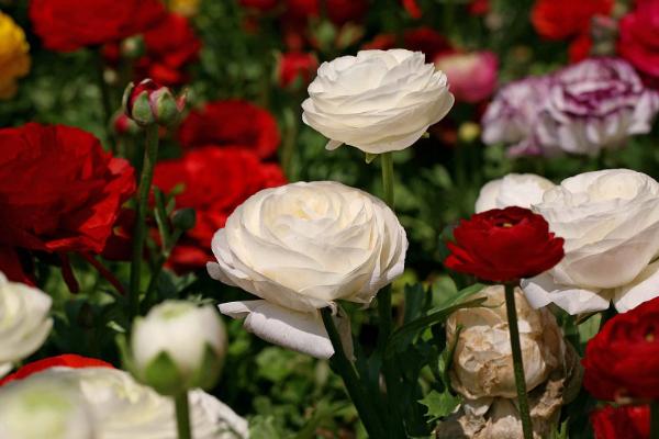 花毛茛到了夏天就會休眠嗎 如何使花毛茛快速開花