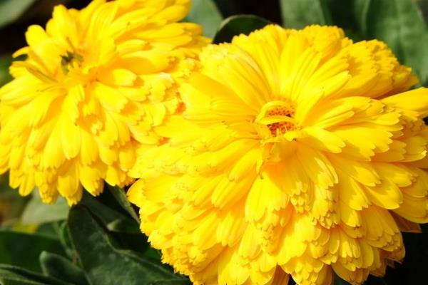 菊花葉子變黃發(fā)黑怎么辦 菊花掉葉子的解決方法