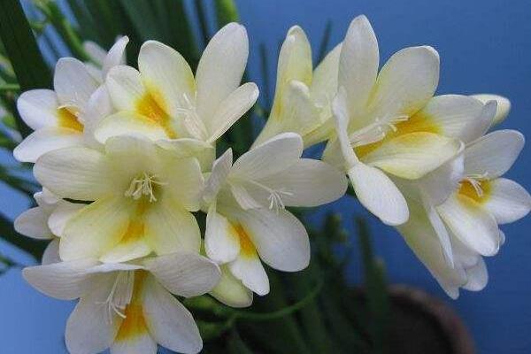 晚香玉花圖片大全 晚香玉花花語及寓意