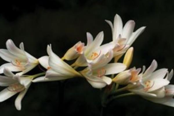 晚香玉花圖片大全 晚香玉花花語及寓意