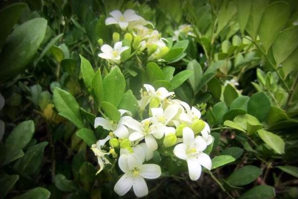 晚香玉花圖片大全 晚香玉花花語及寓意